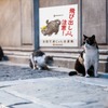 街中に「猫飛び出しサイン」が広まったイメージ