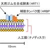 今回発明した新手法