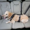 犬用シートベルトの着用やハーネスとリードの併用&固定などが必要