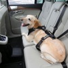 犬を車内のどこに乗せるか問題の結論
