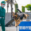 【働く犬】警備犬…犯人制圧や災害救助など幅広い任務［インタビュー］