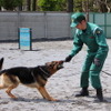 犬にとっては遊びの延長のイメージ