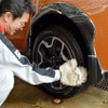 4月28日は“ヨイツヤ”洗車の日！手洗い洗車で愛車がピカピカに！…富山・多田自動車工業