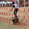 「エクストリーム」は、迫力ある走りと、飼い主と愛犬の絆を感じられるドッグスポーツ。総合種目では種類の障害を越え、スタートからゴールまでのタイムを競う