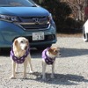 左が2代目自称自動車評論犬!?のマリア、右がララ