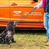 ベントレーが参加する英国の愛犬家イベント「グッドウーフ・フェスティバル」