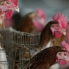 鶏糞や廃棄食料から水素を製造---トヨタ、豊田通商、三菱化工機がタイに初導入