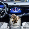 メルセデスベンツの車載ディスプレイで「NFT」デジタルアート展が可能に。画面中央は「スーパーダッケル（Superdackel）NFT」。手前は振動で首を振るキュートな犬「ワッケルダッケル（Wackeldackel）」