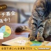 猫パンチで募金だ!!…イエローハットが猫の交通安全を守るキャンペーン