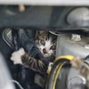エンジンルームの意外な罠！「猫ばんばん」の正しいやり方