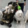 ペットの参加費は無料