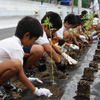 トヨタ車体、ケナフ植栽式を開催、小学生が種から育てた苗を植栽