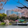 お花見するならここ…4月上旬にかけて各地で満開予想