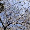 3月27日、日比谷公園（東京都千代田区）