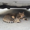 意外ニャ！ 6月に急増、猫のエンジンルーム侵入…要注意