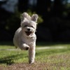 グランフォレスタヴィラ日光‐Private Dog Resorts-