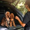 ベントレーのSUV『ベンテイガ』専用、ペットアクセサリーコレクション発表…特注ドッグガードなど