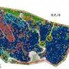実証実験で可視化した樹木分類図