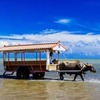 沖縄・由布島の水牛車