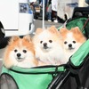ペットも来場可
