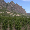 トヨタ、中国でボランティア植林を実施…砂漠化防止