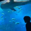 免許不要の近距離モビリティ「WHILL」を沖縄美ら海水族館に導入