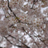 都内の桜（2010年） 都内の桜（2010年）