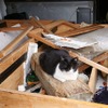 【東日本大震災】石巻湾田代島、猫は生き延びていた 画像