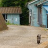 東日本大震災 田代島 震災前（2010年9月）