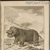 1700年代発刊のビュフォンの「The Natural History of the Hippopotamusor River horse」 1700年代発刊のビュフォンの「The Natural History of the Hippopotamusor River horse」