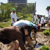 首都高速道路、大橋ジャンクションの換気所屋上に現れた水田で小学生が田植えを体験