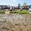 首都高速道路、大橋ジャンクションの換気所屋上に現れた水田で小学生が田植えを体験