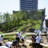 首都高速道路、大橋ジャンクションの換気所屋上に現れた水田で小学生が田植えを体験