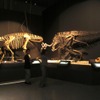 恐竜博2011、国立科学博物館（東京・上野公園）
