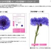 「みんなの花図鑑 vol.1」花の詳細ページイメージ