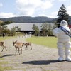 奈良の鹿とミシュランマン=ビバンダム(奈良県新公会堂前)