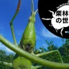 栗林慧の世界