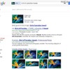 新しい画像検索。画像が「bird of paradise」(極楽鳥花)と認識されている。