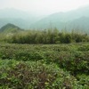 杭州　日本茶の原点を見に行く　（7）　杭州　径山寺と茶