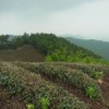 杭州　日本茶の原点を見に行く　（7）　杭州　径山寺と茶