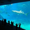 沖縄美ら海水族館