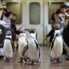 近鉄、フンボルトペンギンが鳥羽駅から乗車「ペンギン列車と志摩マリンランド『バックヤード探検』ツアー」を実施