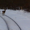 JR北海道 釧網線 （2013年2月）