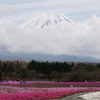 富士河口湖町で開催される富士芝桜まつりが、ゴールデンウィークに見頃を迎える（写真は4月25日に撮影）