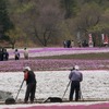芝桜と富士山の競演、ゴールデンウィークに見頃