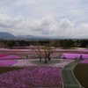 芝桜と富士山の競演、ゴールデンウィークに見頃