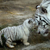 【ゴールデンウィーク】東武動物公園、稀少なホワイトタイガーの赤ちゃん公開