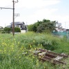 ナノハナが咲き乱れる安比奈線の線路敷地。2条のレールが少しだけ顔を出している。