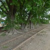 終点・安比奈駅の少し手前に残る線路。レールの下に木の根が張り出しており、現状のまま列車を運行することは不可能だ。