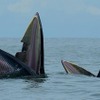 クジラの群れにジェットスキー接近　バンコク沖で